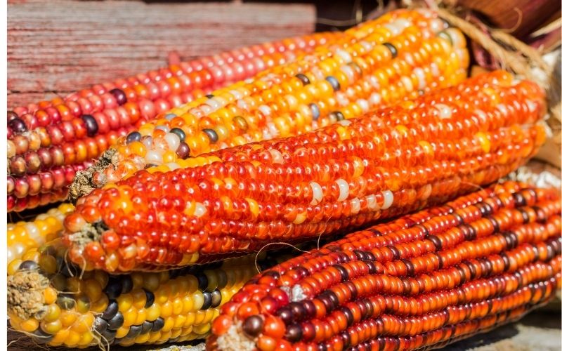 indian corn 2